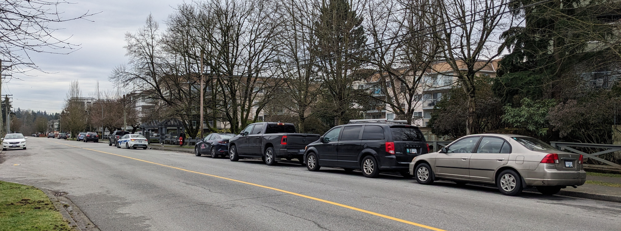 Trees in Langley City Neighbourhood